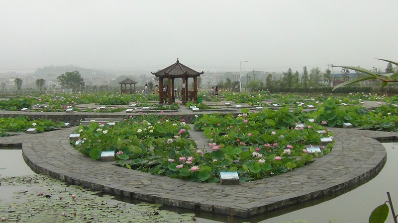莲花县种莲子,结出荷花博览园