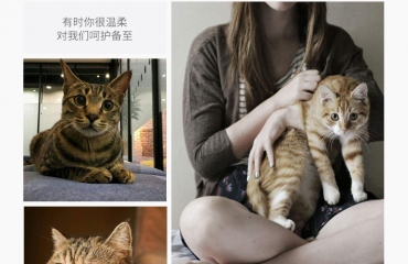 出售宠物猫/英短猫/蓝猫/蓝白猫/银渐层/布偶猫_9