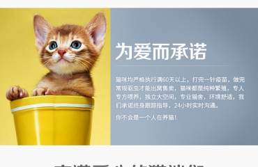 出售宠物猫/英短猫/蓝猫/蓝白猫/银渐层/布偶猫_15