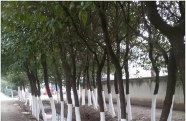 南昌地区提供树木刷白服务和石灰材_2