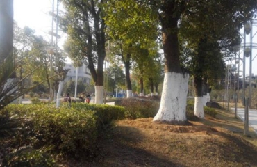 南昌地区提供树木刷白服务和石灰材_3