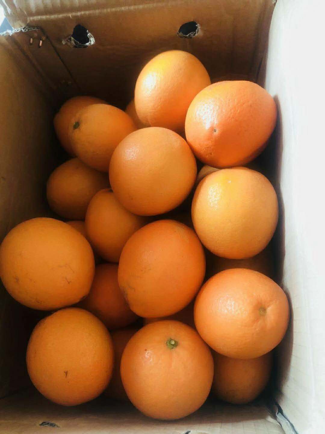 正宗赣南脐橙开始预售，11月2号开始发货_1