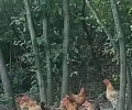 每天万步以上的放养土鸡