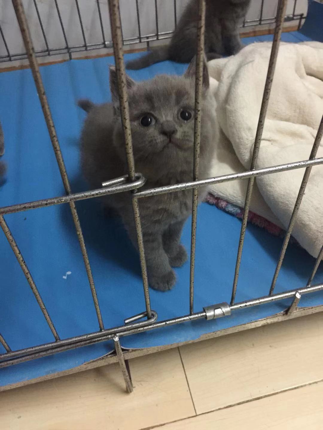 出售家养的宠物幼猫,蓝猫银渐层,美短都有