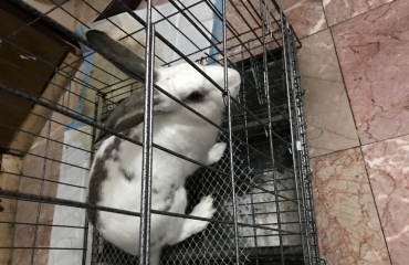 一岁的大兔子 免费送 _5