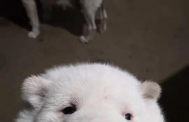 纯种中国第一猎犬下司犬刚满三个月犬出售_5