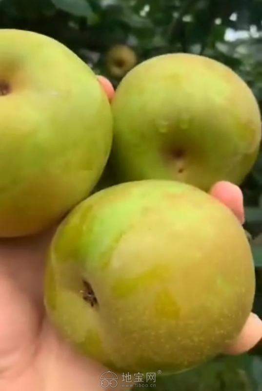 上饶自家种植新鲜李子出售现摘