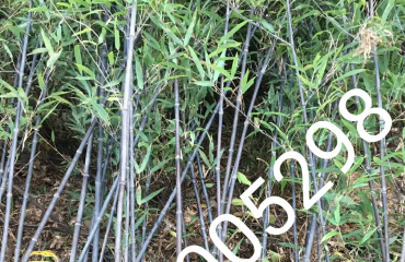 南昌竹子品种，江西省南昌市哪里有单杆丛生的竹子卖_12