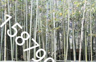 南昌竹子品种，江西省南昌市哪里有单杆丛生的竹子卖_2