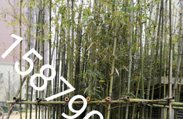 南昌竹子品种，江西省南昌市哪里有单杆丛生的竹子卖_10