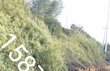南昌竹子品种，江西省南昌市哪里有单杆丛生的竹子卖_14