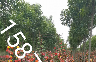 南昌月季盆栽，江西月季篱笆墙，江西哪里有月季花卖_20