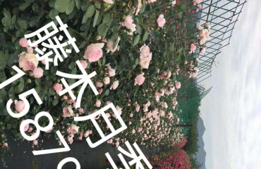 南昌月季盆栽，江西月季篱笆墙，江西哪里有月季花卖_22