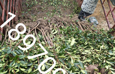 南昌市出售高60至2米5法国冬青免费专业绿化种植_3
