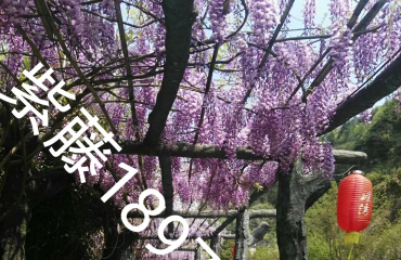 江西省哪里有迎春花云南黄馨紫藤花，爬山虎常春藤卖_7