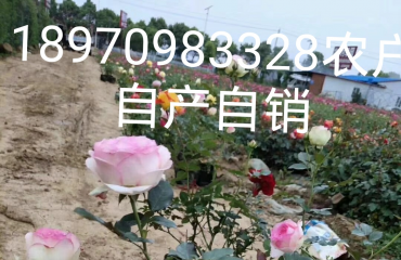 南昌月季品种，月季花球江西省南昌市哪里有月季花卖_44