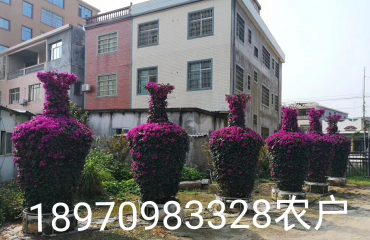 南昌月季品种，月季花球江西省南昌市哪里有月季花卖_20
