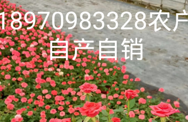 南昌月季品种，月季花球江西省南昌市哪里有月季花卖_3