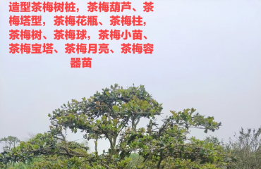   南昌茶梅树，茶梅柱，江西省造型茶梅，茶梅花瓶_19