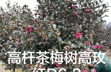   南昌茶梅树，茶梅柱，江西省造型茶梅，茶梅花瓶_6