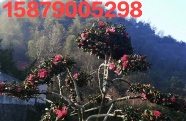   南昌茶梅树，茶梅柱，江西省造型茶梅，茶梅花瓶_3