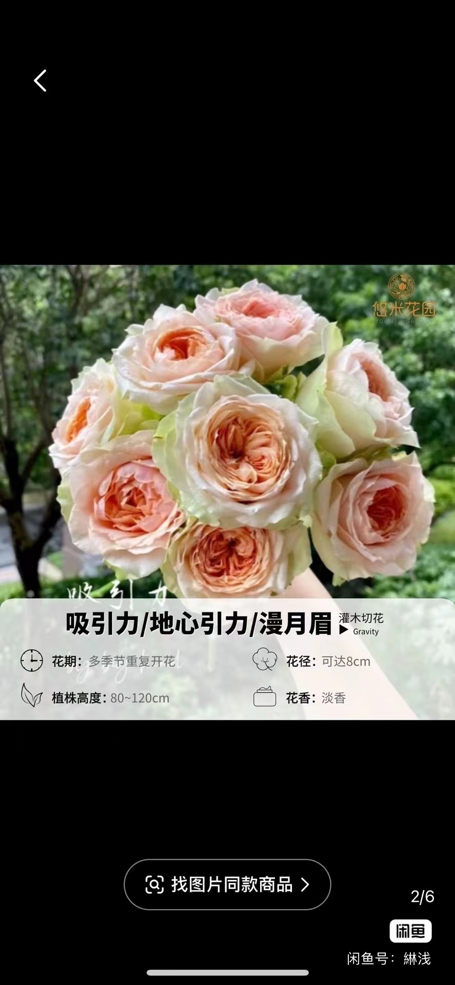 出售铁线莲和月季_6