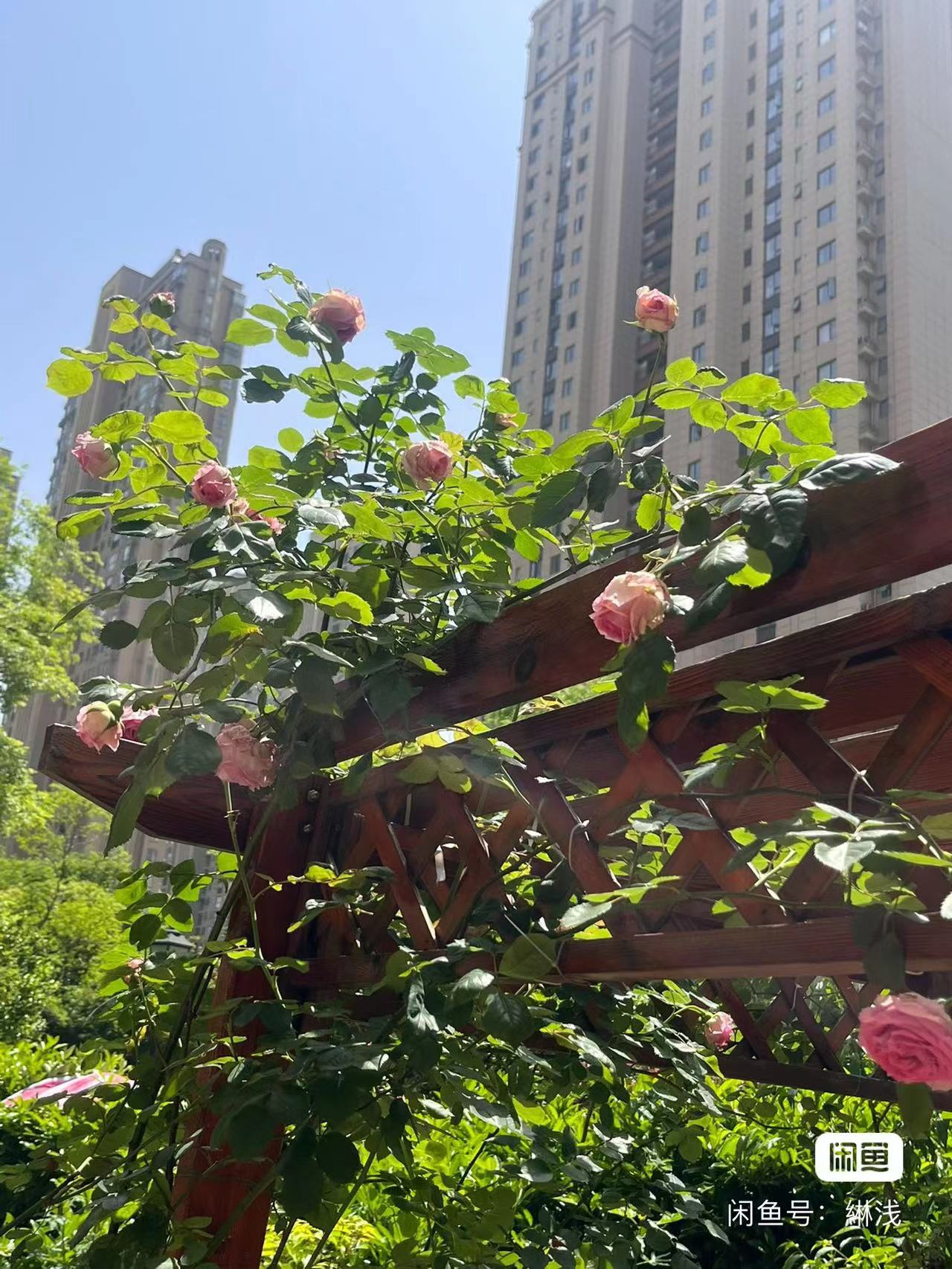 出售铁线莲和月季_2