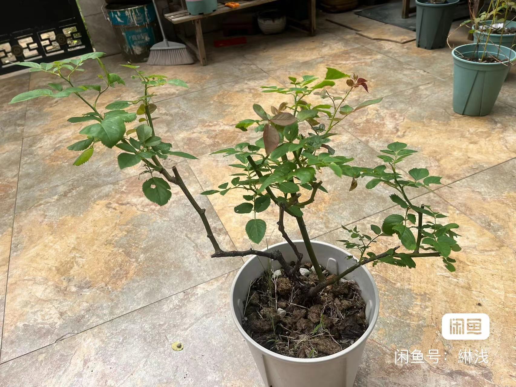 出售铁线莲和月季_7
