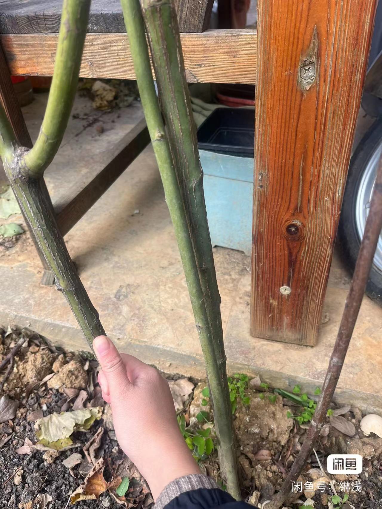 出售铁线莲和月季_3