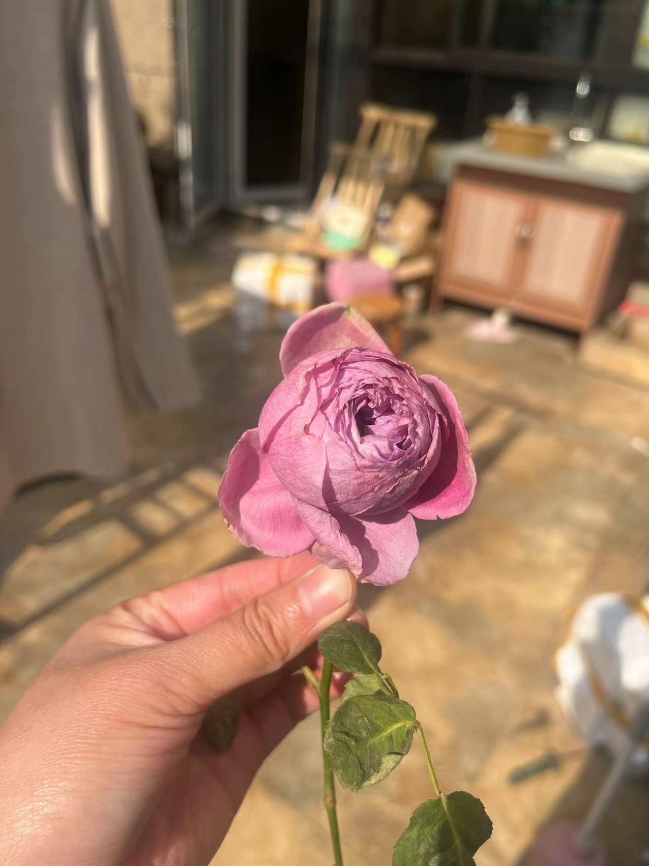 出售铁线莲和月季_12