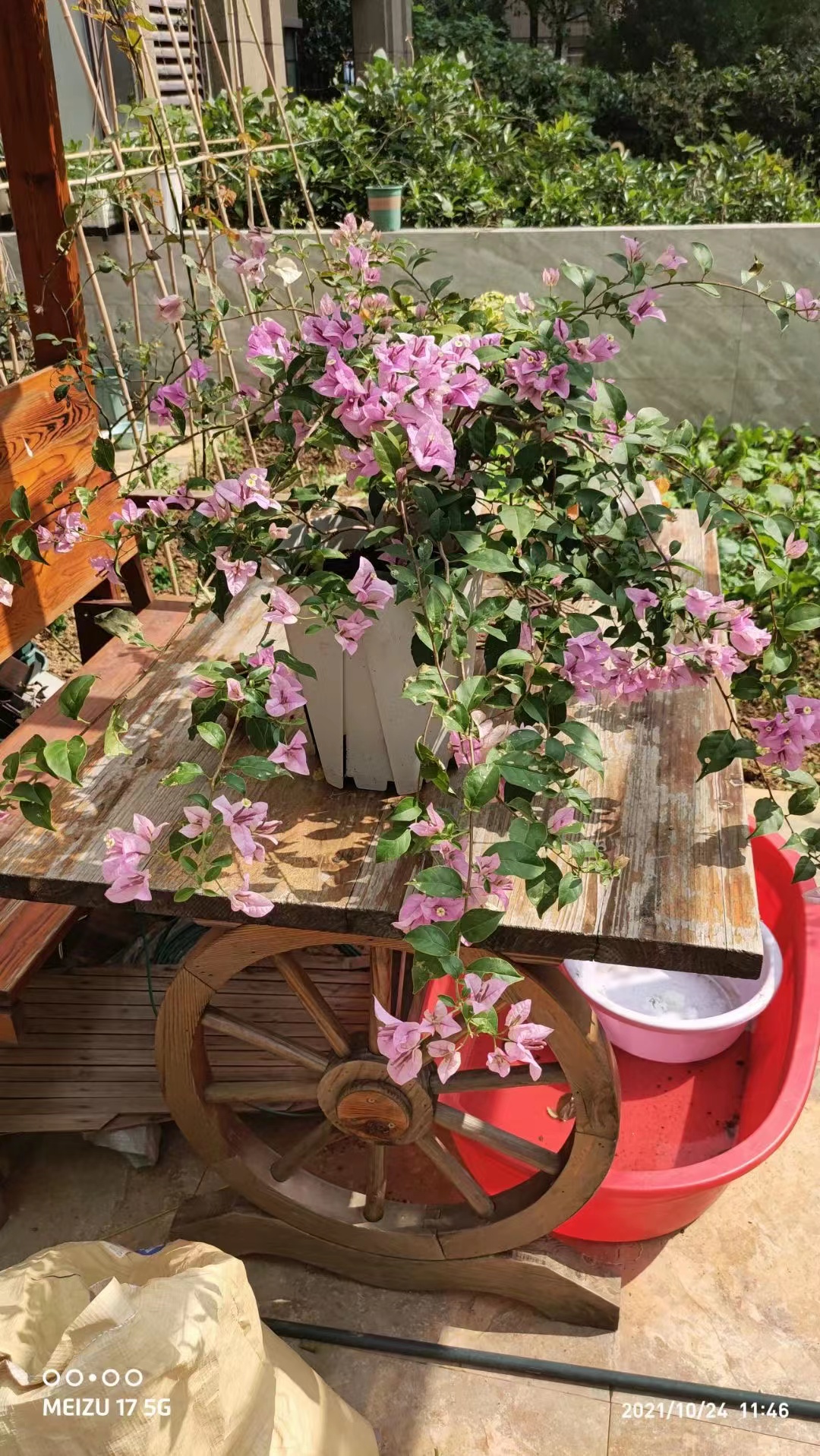 出售铁线莲和月季_11