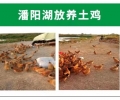 出售鄱阳湖放养土鸡