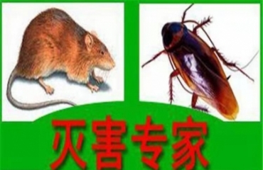 南昌市专业的除虫灭鼠，消杀公司  灭白蚁公司_1