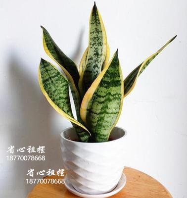 省心绿植租摆