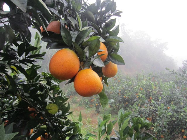 正宗赣南脐橙现摘现发自家种植果园直供鲜之_1