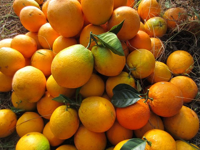 正宗赣南脐橙现摘现发自家种植果园直供鲜之_2
