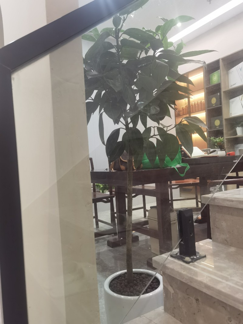 省心綠植租擺 辦公室，酒店，店鋪，企業(yè)_3