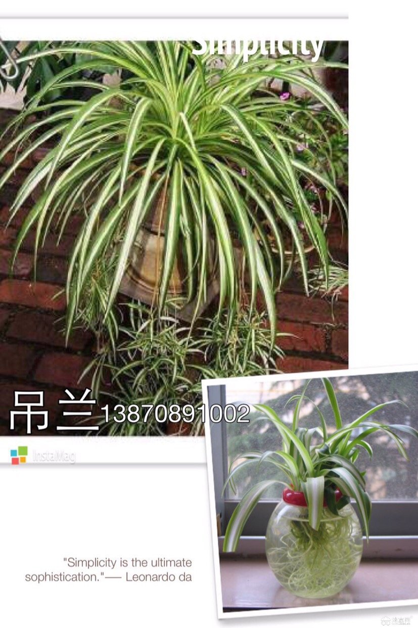 全世界宣布爱你钢琴谱-爱她就向全世界宣布我爱你 送女友.父母.朋友.领导只要关于鲜..