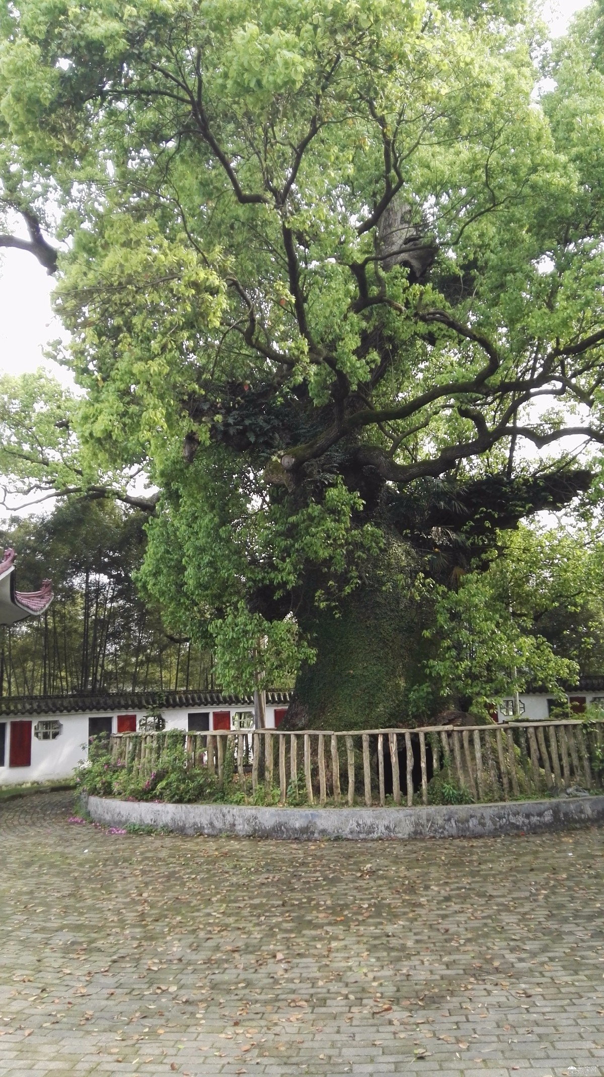 " 周末,驱车来到德兴市海口镇,参观了一颗千年古樟树,树龄1900年.