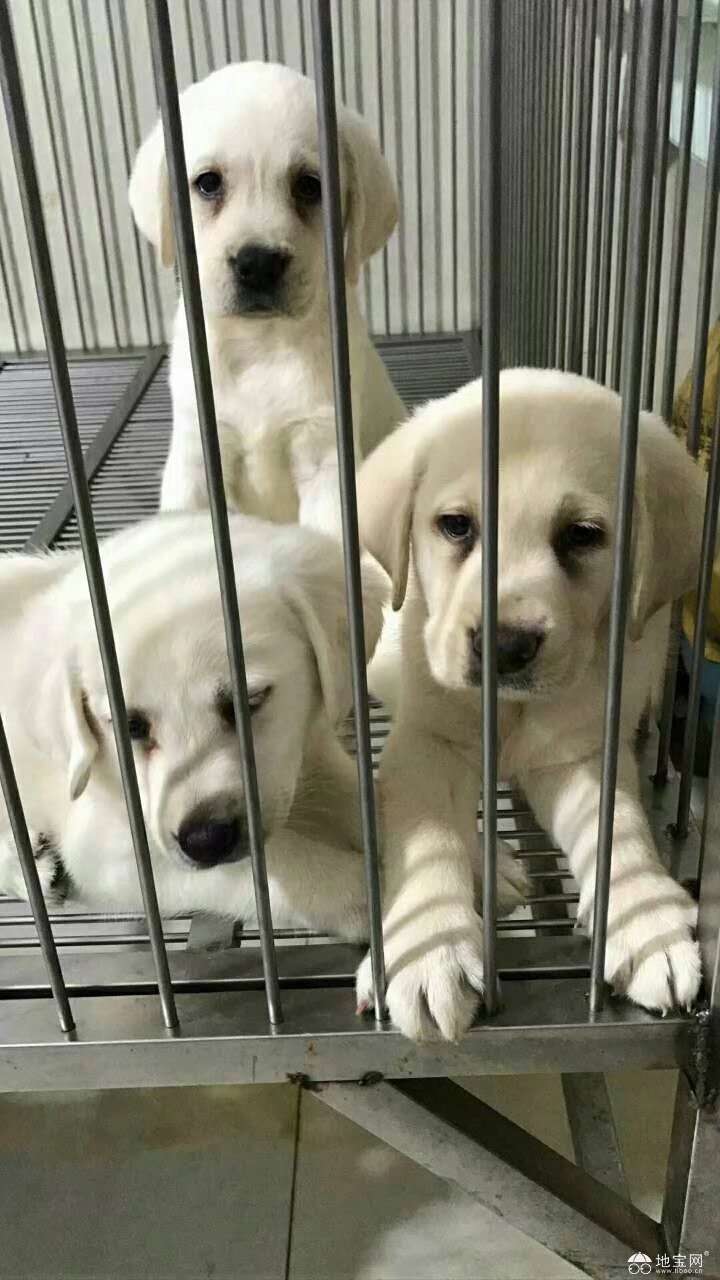 点击放大