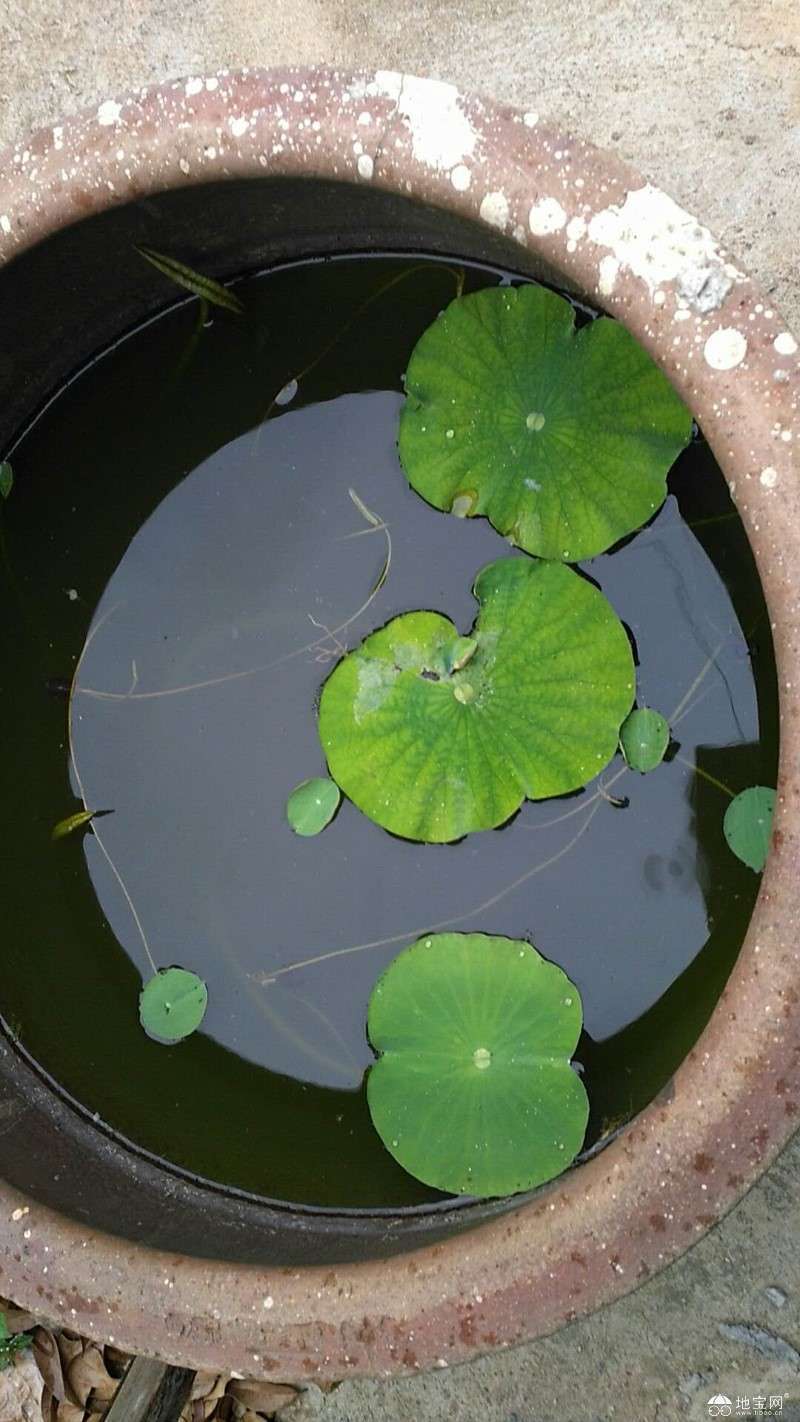 点击放大