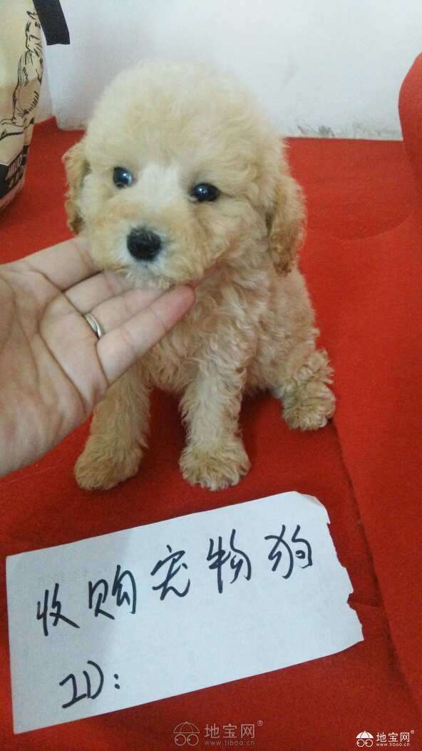 点击放大
