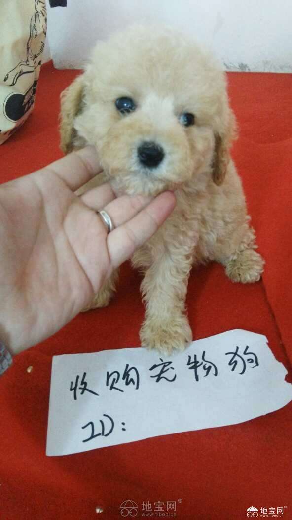 点击放大