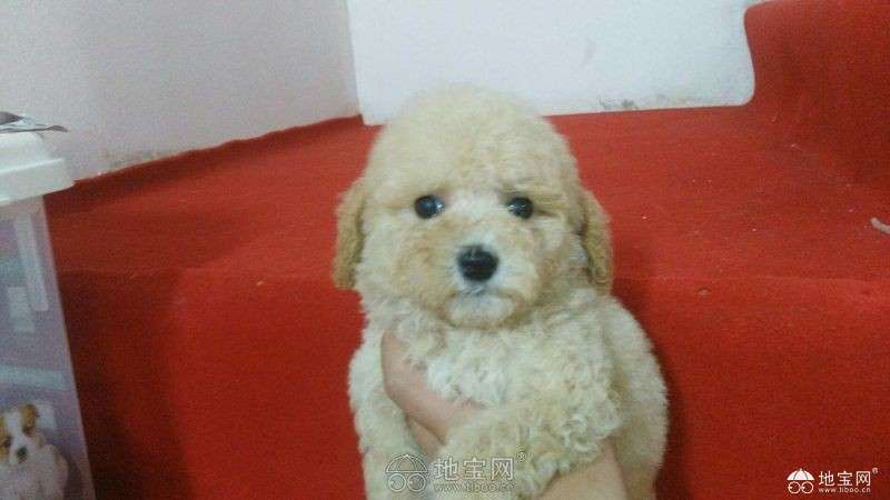 点击放大