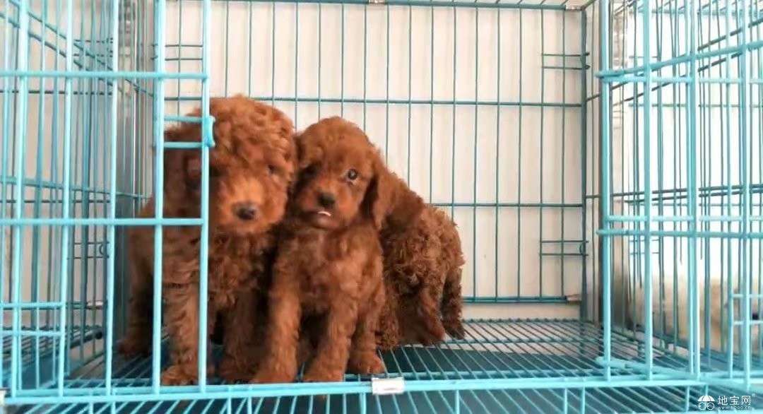 点击放大