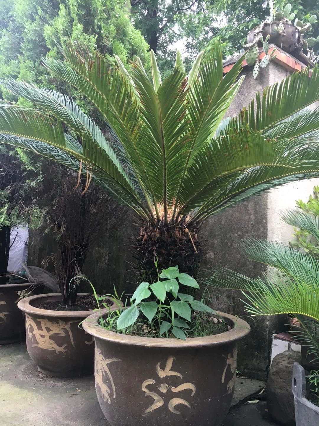 绝杀好树40年大水杉铁树松柏若干