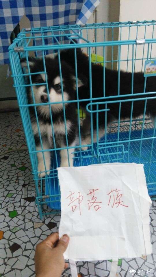 点击放大