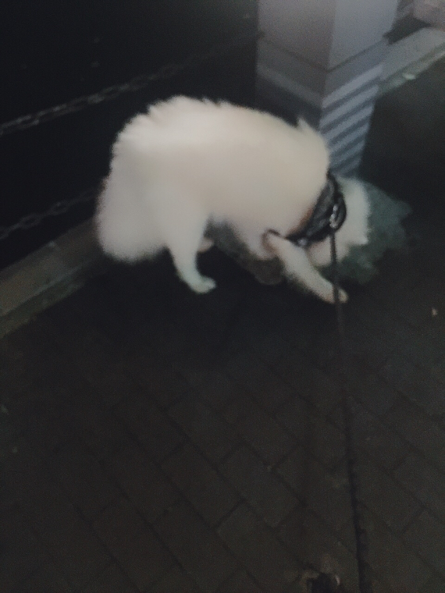 萨摩耶萨摩耶萨摩耶狗狗