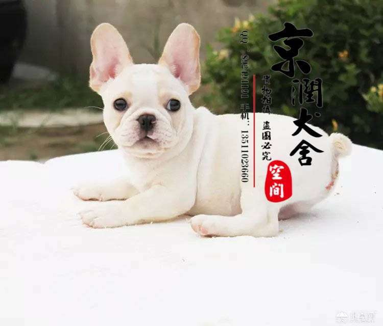 点击放大