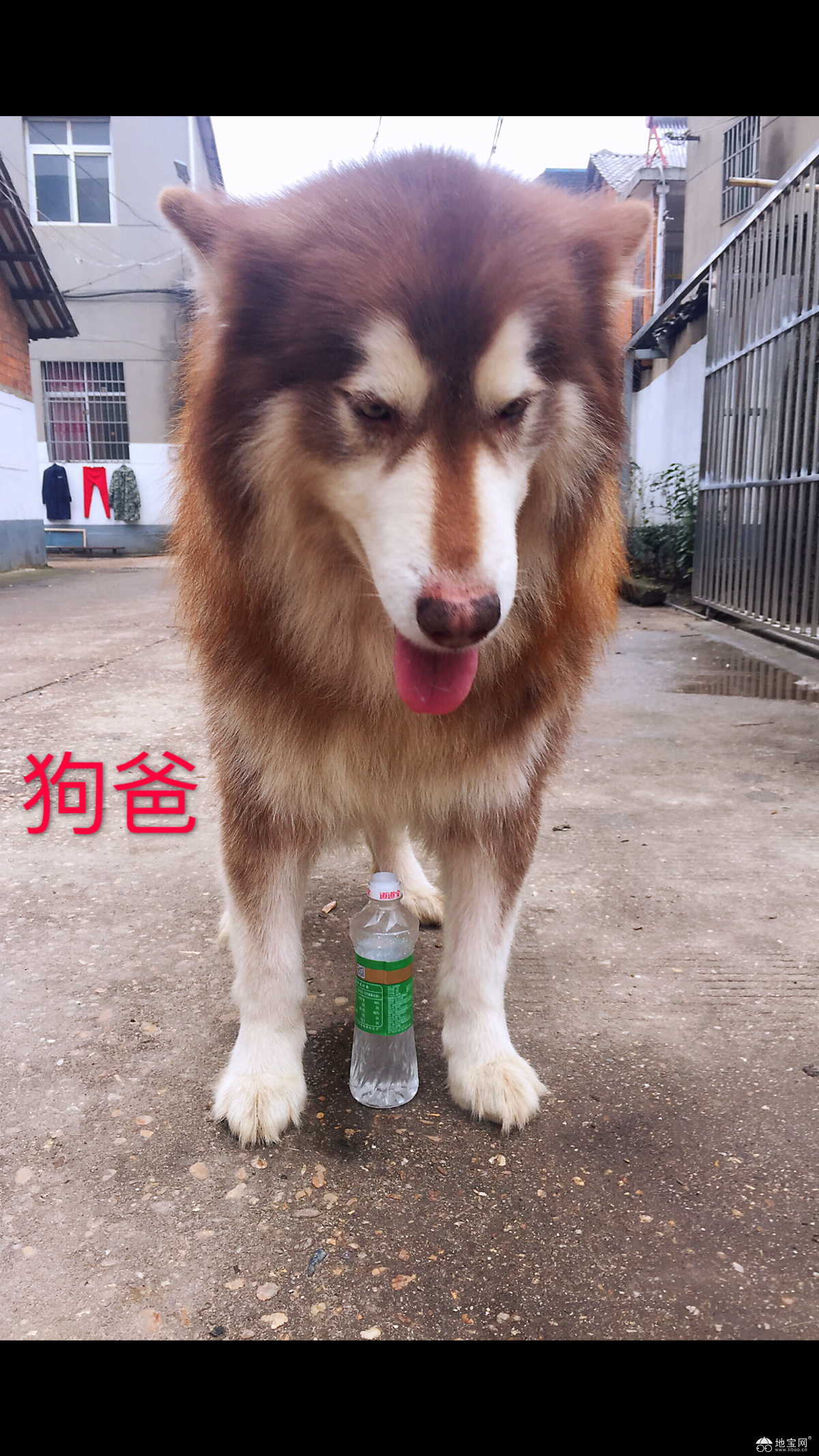 点击放大